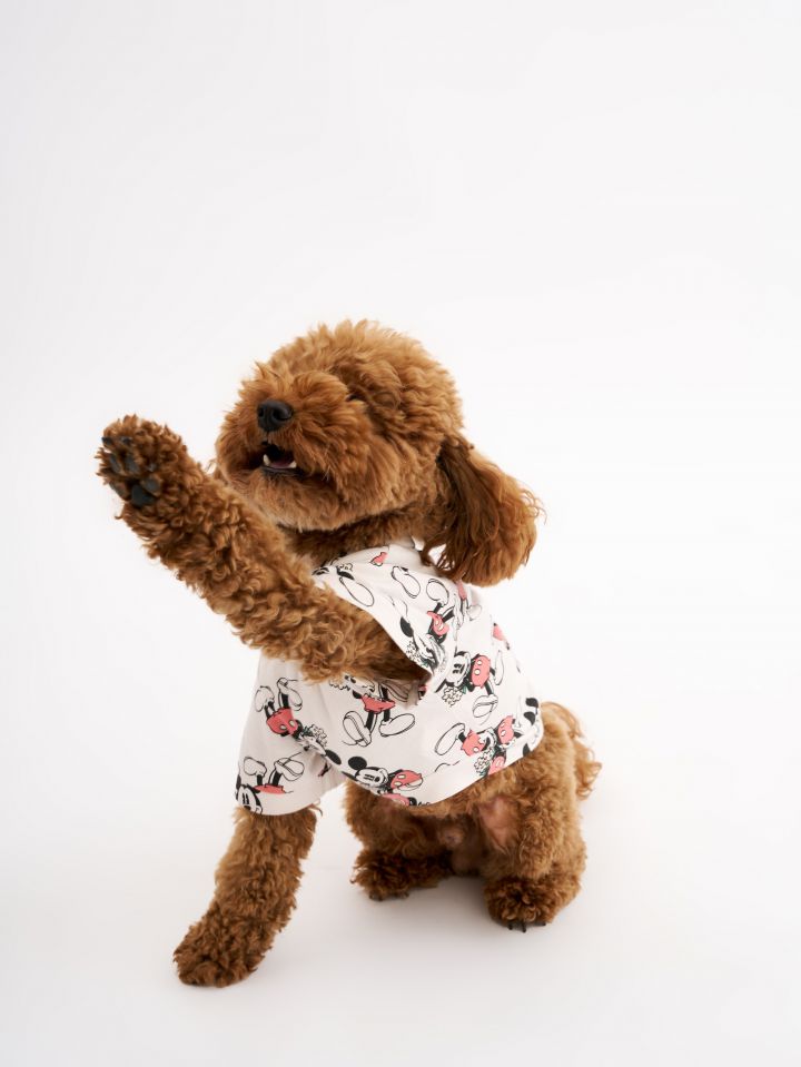 טופ לחיית מחמד מיקי