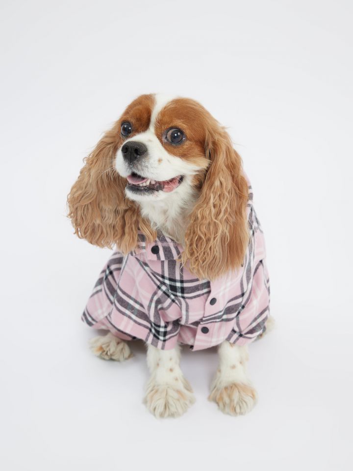 טופ לחיית מחמד פלנל