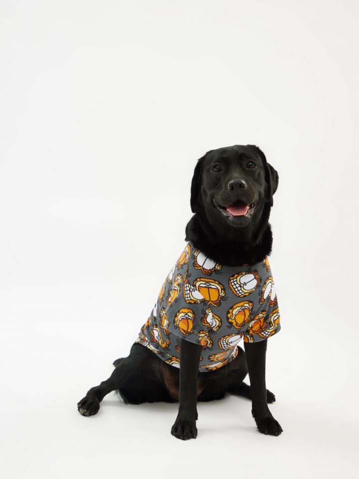 טופ לחיית מחמד גארפילד