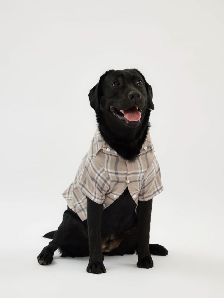 טופ לחיית מחמד פלנל