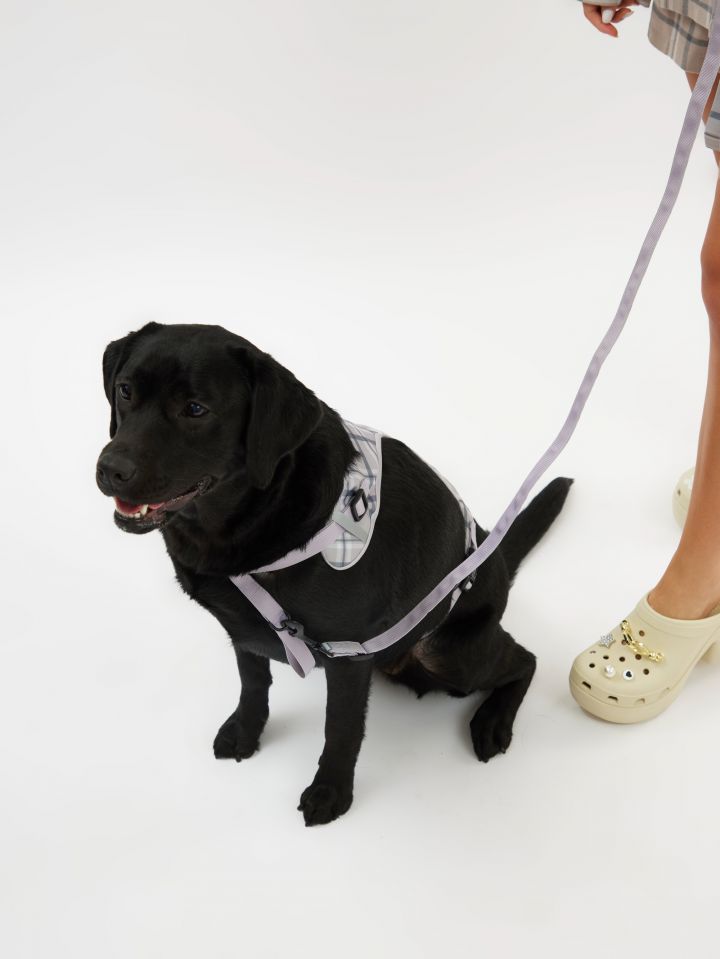 רתמה ורצועה לכלב