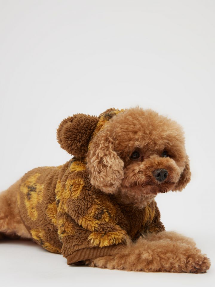 טופ פלאפי לחיית מחמד דובי