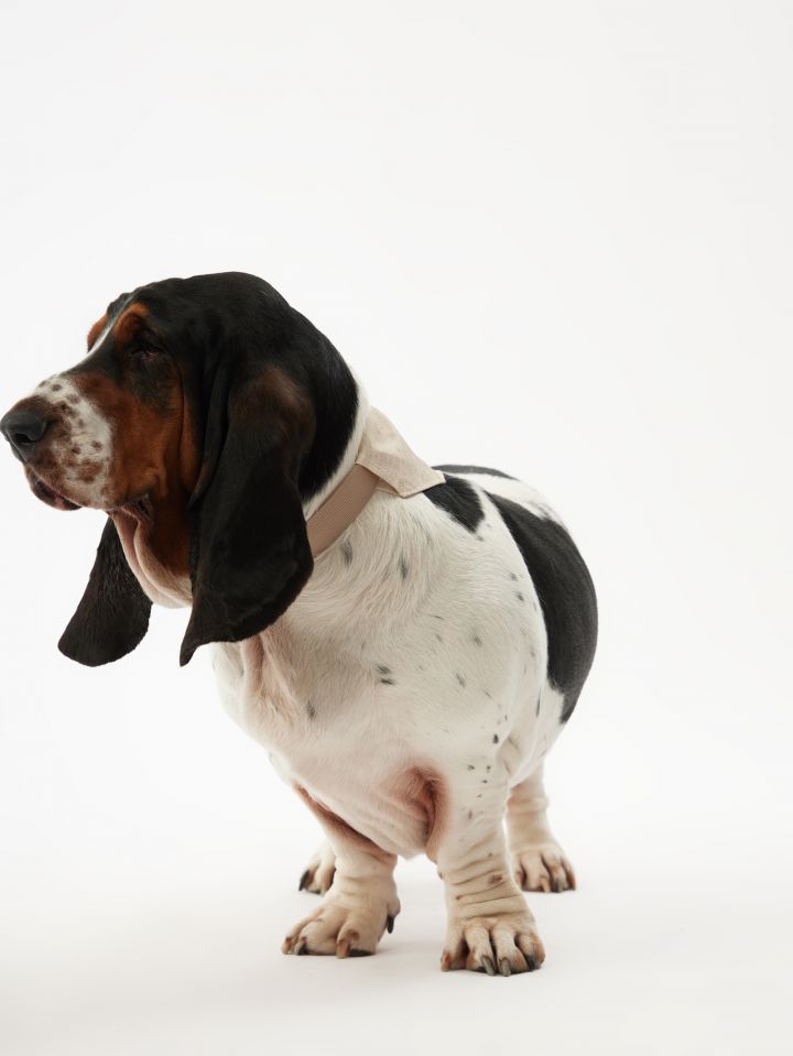 בנדנה לחיית מחמד