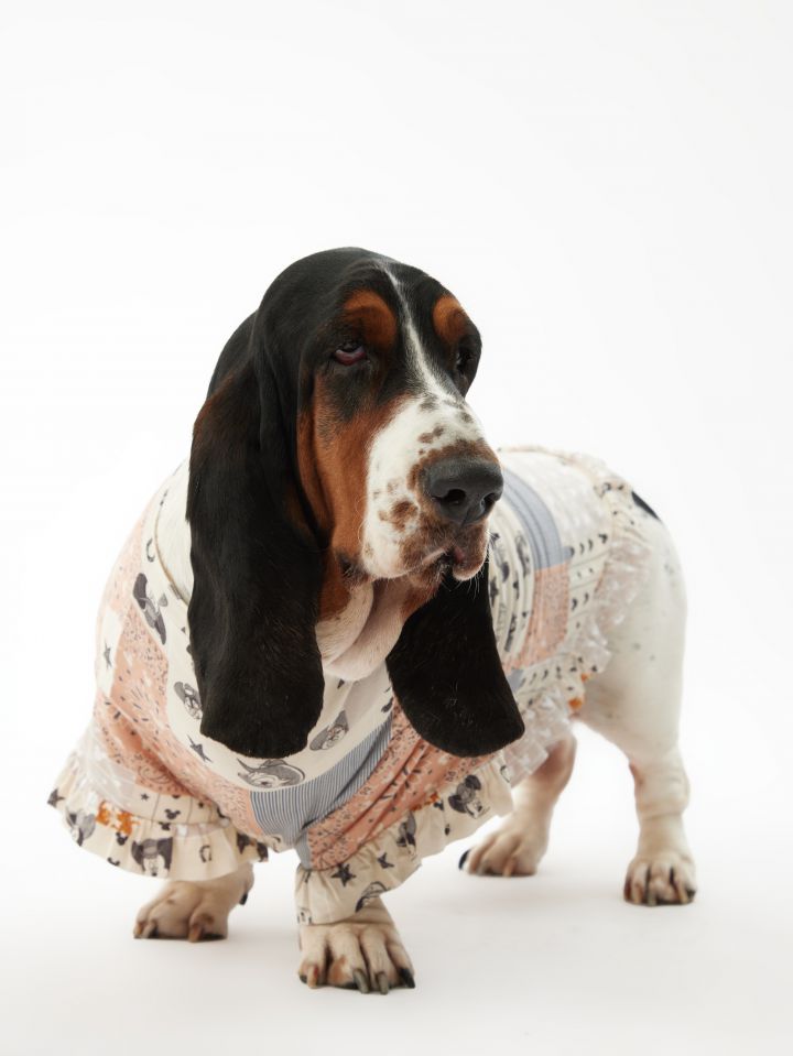 טופ לחיית מחמד בנדנה