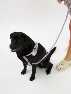 רתמה ורצועה לכלב