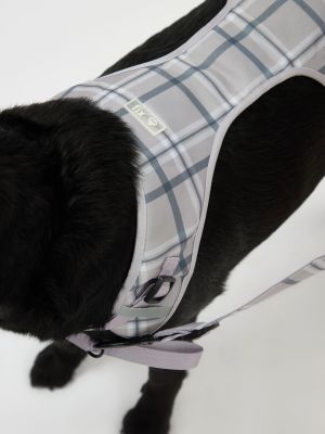 רתמה ורצועה לכלב