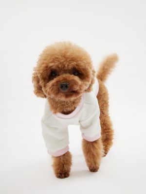 טופ לחיית מחמד פוטר