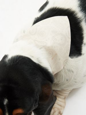 בנדנה לחיית מחמד