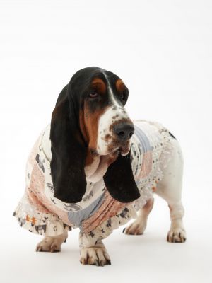 טופ לחיית מחמד בנדנה