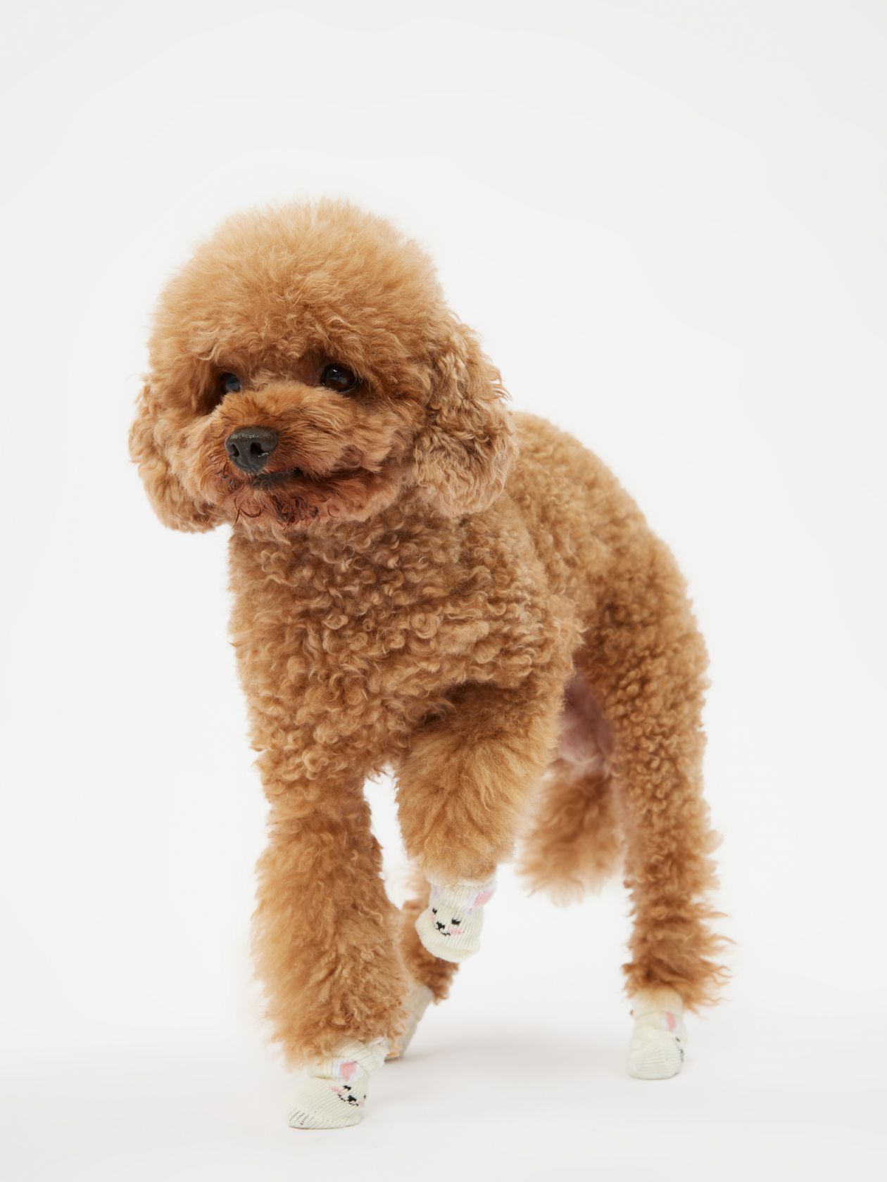 גרבי פלאפי דובי/ארנב לחיית מחמד