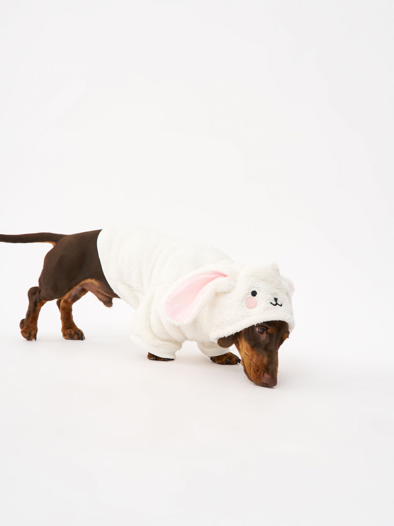 טופ לחיית מחמד פלאפי