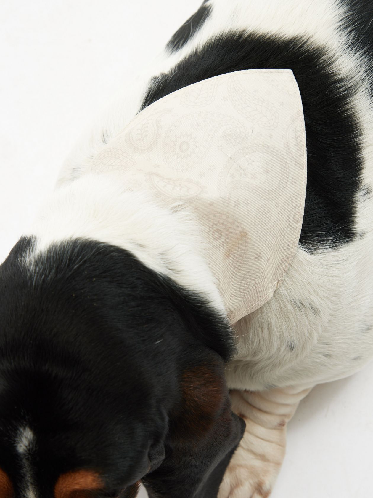 בנדנה לחיית מחמד