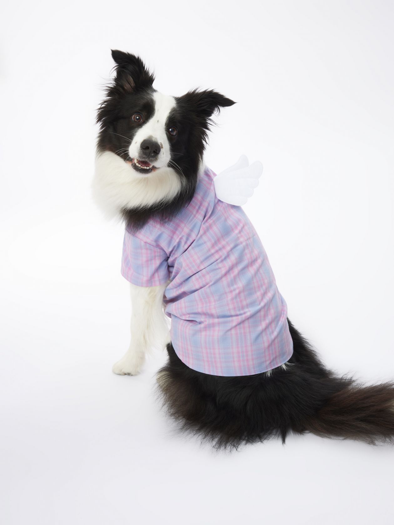 טופ לחיית מחמד כנפיים