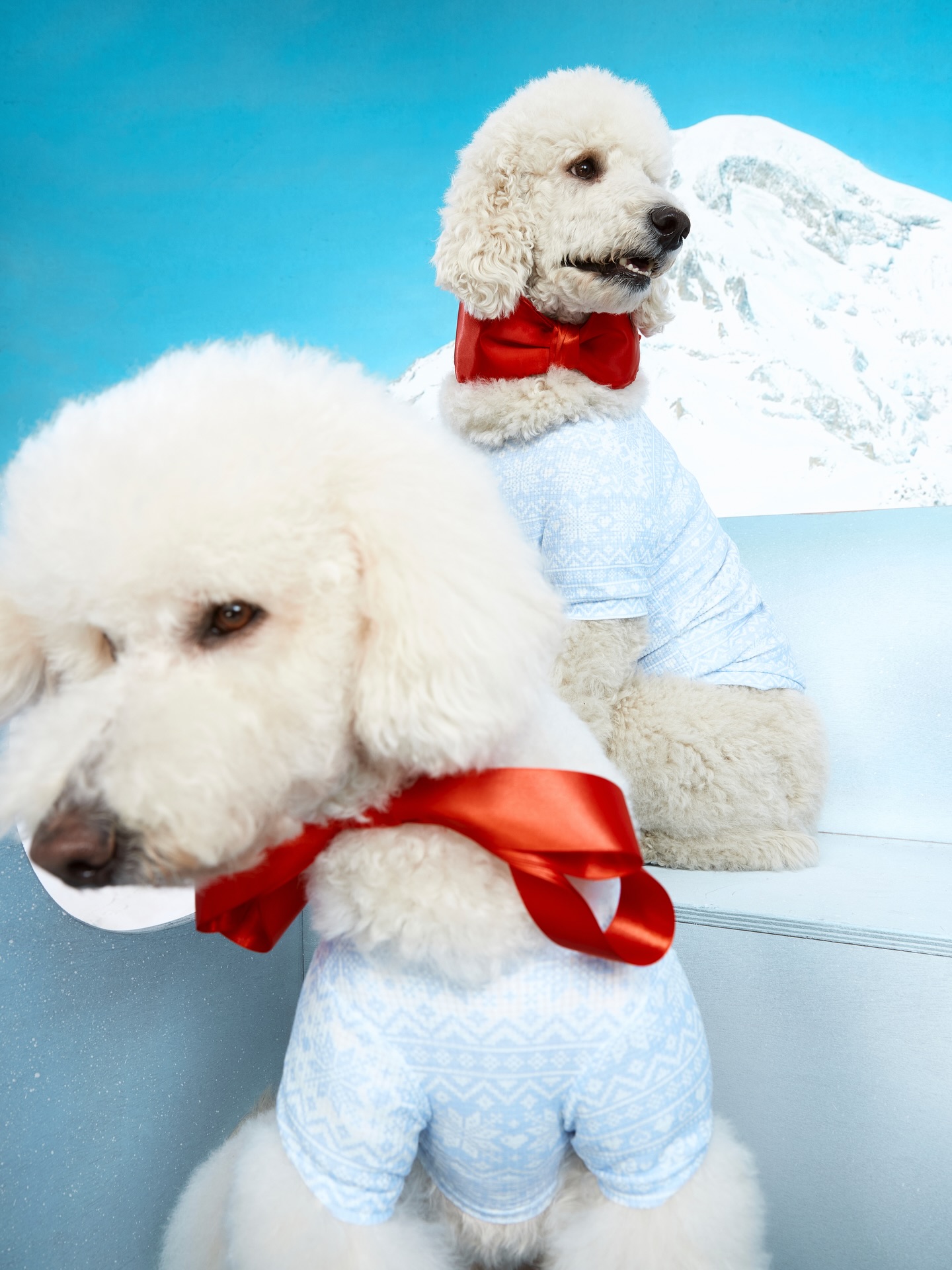 Fixmas for your pup 🐾